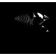 Barracuda Barracuda