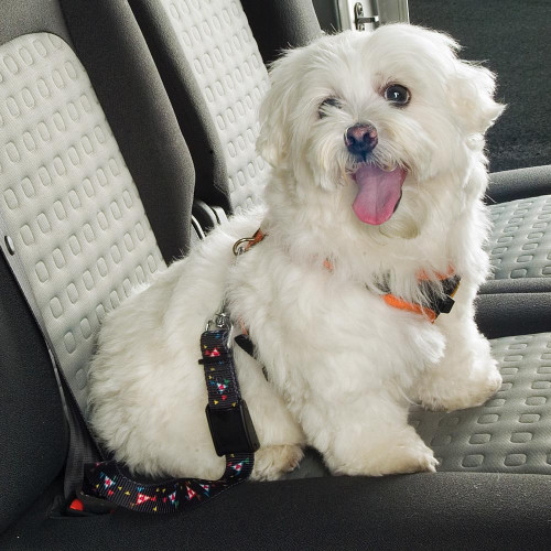Автомобільний ремінь безпеки Ferplast Dog Safety Belt для собак дрібних і середніх порід, 25 мм, 37-50 см