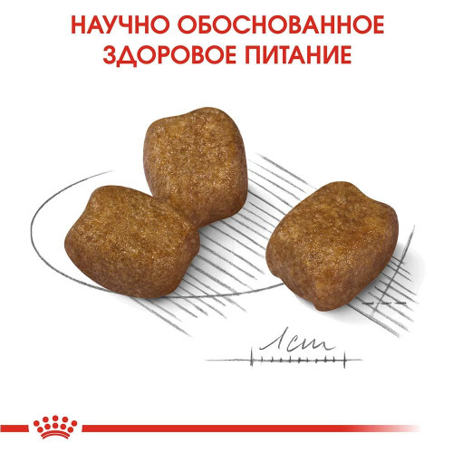 Сухий корм Royal Canin Mini Dental Care для зменшення утворення зубного каменю у собак дрібних порід, 1 кг