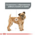 Сухий корм Royal Canin Mini Dental Care для зменшення утворення зубного каменю у собак дрібних порід, 3 кг