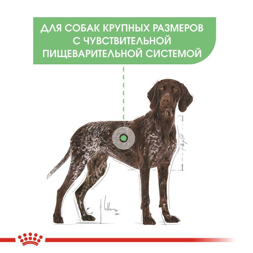 Сухий корм Royal Canin Maxi Digestive Care при чутливому травленні у собак великих порід, 10 кг