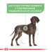 Сухий корм Royal Canin Maxi Digestive Care при чутливому травленні у собак великих порід, 10 кг