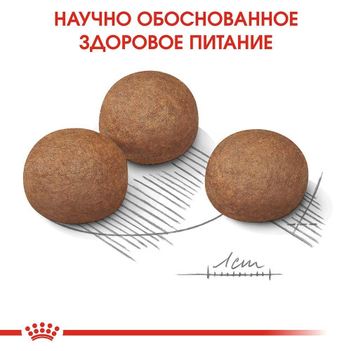 Сухий корм Royal Canin Maxi Digestive Care при чутливому травленні у собак великих порід, 10 кг