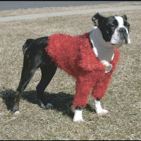 Кофточка Doggyduds Shaggy Shrug для собак середніх і дрібних порід, розмір XS, червона Кофточка Doggyduds Shaggy Shrug для собак середніх і дрібних порід, розмір XS, червона