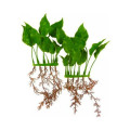 Декорація Hagen Anubias Nana, рослина пластикове, 15 см