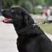 Нашийник-полуудавка BronzeDog, для собак, нейлоновий, фастекс, світловідбиваючий, чорний, 35-43×2 см