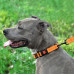 Нашийник BronzeDog Active, для собак, нейлоновий, фастекс пластик, помаранчевий, 43-66×2.5 см