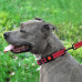 Нашийник BronzeDog Active, для собак, нейлоновий, фастекс пластик, червоний, 43-66×2.5 см