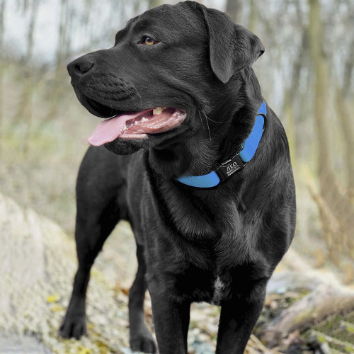 Нашийник BronzeDog Active, для собак, водовідштовхувальний, фастекс металевий, блакитний, 25-33×1.6 см