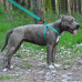 Шлея BronzeDog Active для собак, світловідбиваючий нейлон, бірюзовий, 57-73 см