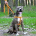 Шлея BronzeDog Active для собак, світловідбиваючий нейлон, помаранчевий, 45-60 см