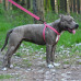 Шлея BronzeDog Active для собак, світловідбиваючий нейлон, рожевий, 45-60 см