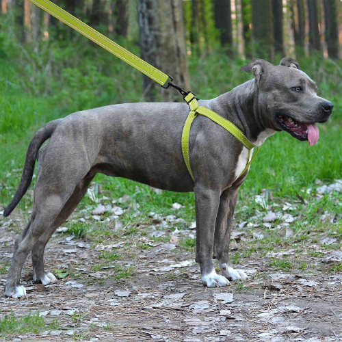 Шлея BronzeDog Active для собак, світловідбиваючий нейлон, салатовий, 57-73 см