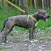 Шлея BronzeDog Active для собак, світловідбиваючий нейлон, салатовий, 57-73 см