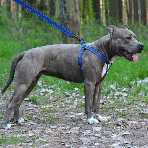Шлея BronzeDog Active для собак, світловідбиваючий нейлон, синій, 40-53 см