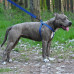 Шлея BronzeDog Active для собак, світловідбиваючий нейлон, синій, 45-60 см