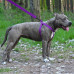 Шлея BronzeDog Active для собак, світловідбиваючий нейлон, фіолетовий, 57-73 см