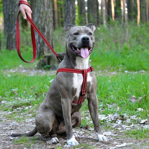 Шлея BronzeDog Active для собак, світловідбиваючий нейлон, червоний, 45-60 см