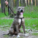 Шлея BronzeDog Active для собак, світловідбиваючий нейлон, чорний, 40-53 см