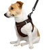 Шлея BronzeDog Sport Vest для собак з нейлону, неопрену і 3D сітки, коричневий, 34-42 см