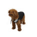 Жилетка Paw Star Sport Vest для собак, розмір M, чорна