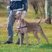Шлейка Ferplast Coach P L-XL Harness Blue для дресирування, A: 40x53 см, B: 76x115 см