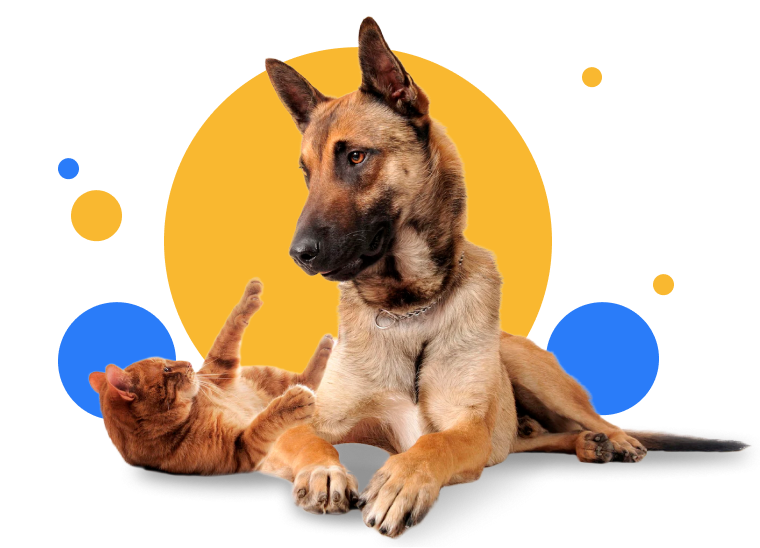 Dog and Cat